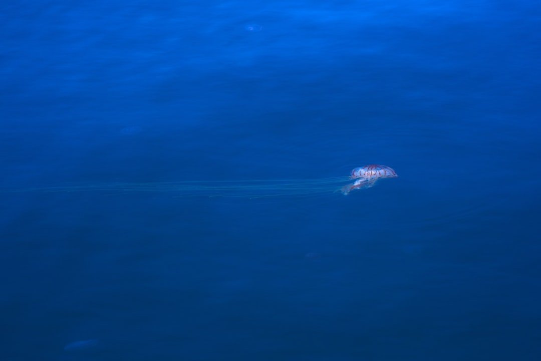 Einblicke in die Haie Fotograf Ari Rabin-Havts außergewöhnliche Unterwasserperspektive
