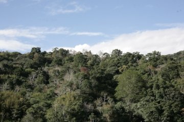 Flat-Headed Cat Seltene Tierart auf Kamera eingefangen