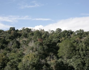 Flat-Headed Cat Seltene Tierart auf Kamera eingefangen