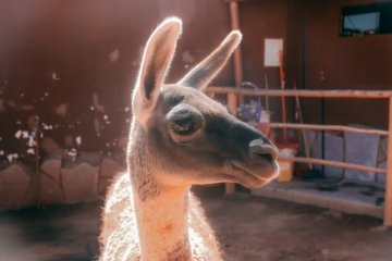 Grey Cube Gallery Tier-Fotografie Wettbewerb 2026 - Jetzt einreichen