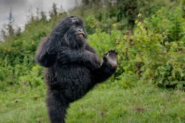 Nikon Comedy Wildlife Awards 2025 Lachen zwischen Löwen und Gorillas - Image 1