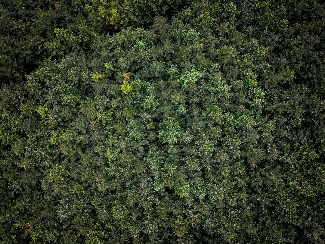 Trail Kameras 2025 Sensationelle Wildlife-Dokumentation