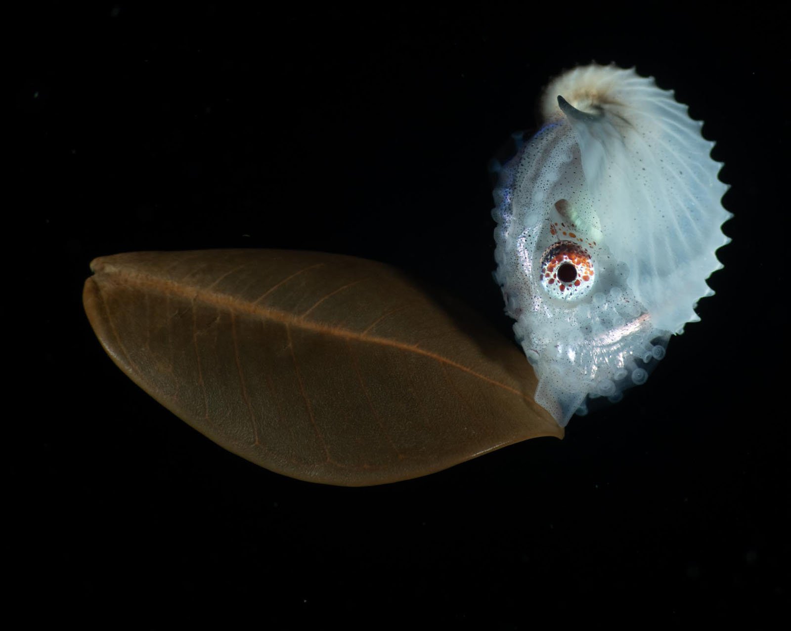 Nautilus on the Move