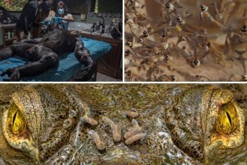 Capturing Ecology 2025 Faszinierende Naturbilder prämiert - Image 1