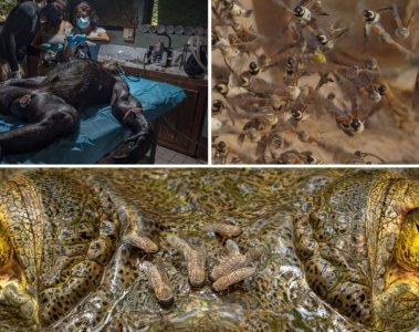 Capturing Ecology 2025 Faszinierende Naturbilder prämiert - Image 1