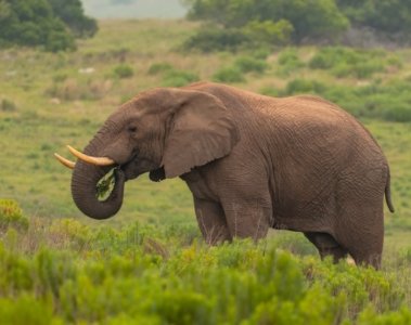 Craig Der letzte große Elefant Ein fotografisches Erbe