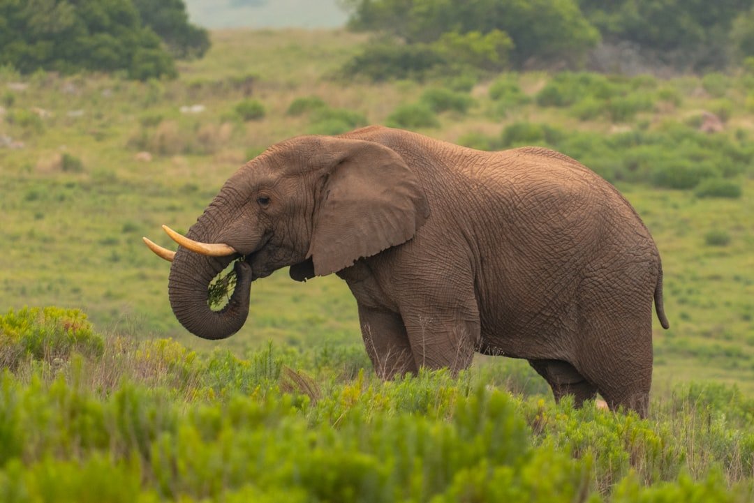 Craig Der letzte große Elefant Ein fotografisches Erbe