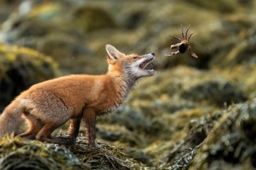 Fotografie Awards 2025 Die besten Bilder des Jahres - Image 1