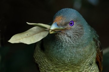 Milvus Photocontest 2024 Rumäniens renommiertester Naturphoto-Wettbewerb