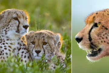 Nationale Geographic Dokumentation Ganz nah bei den Leoparden der Serengeti