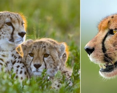 Nationale Geographic Dokumentation Ganz nah bei den Leoparden der Serengeti