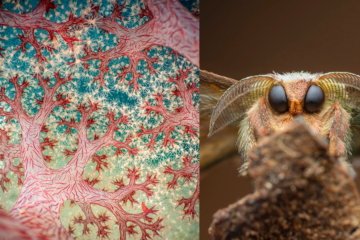 Close-Up Photographer of the Year 7 Atemberaubende Unterwasserfotografie gewinnt Grand Prix - Image 1