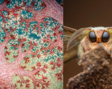 Close-Up Photographer of the Year 7 Atemberaubende Unterwasserfotografie gewinnt Grand Prix - Image 1