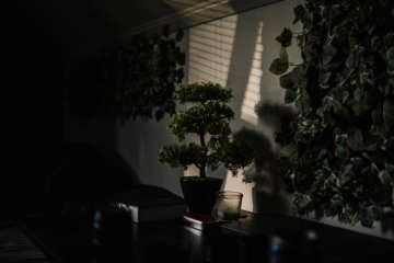 Natürliches Licht meistern 5 Profi-Techniken ohne Ausrüstung