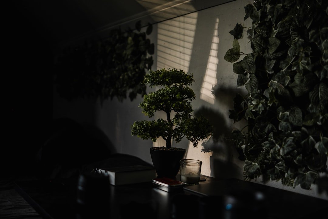 Natürliches Licht meistern 5 Profi-Techniken ohne Ausrüstung