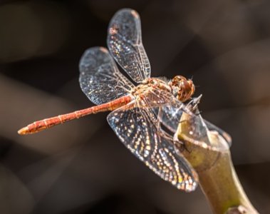 Small Wonders Mikrokosmische Fotografie mit globaler Ausstellung