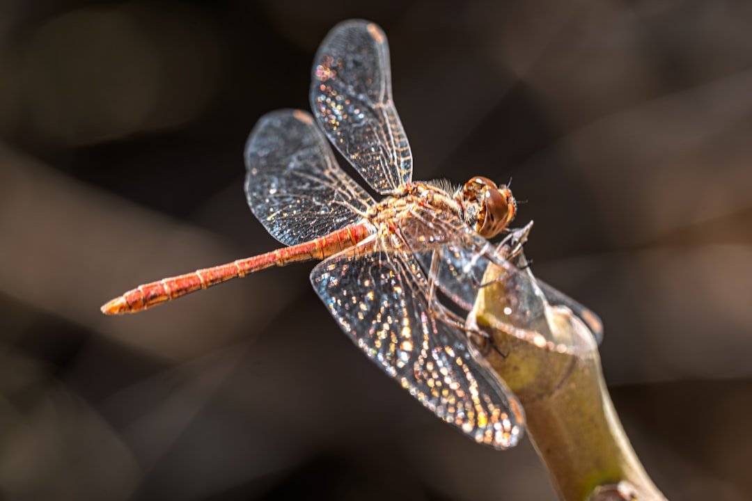 Small Wonders Mikrokosmische Fotografie mit globaler Ausstellung