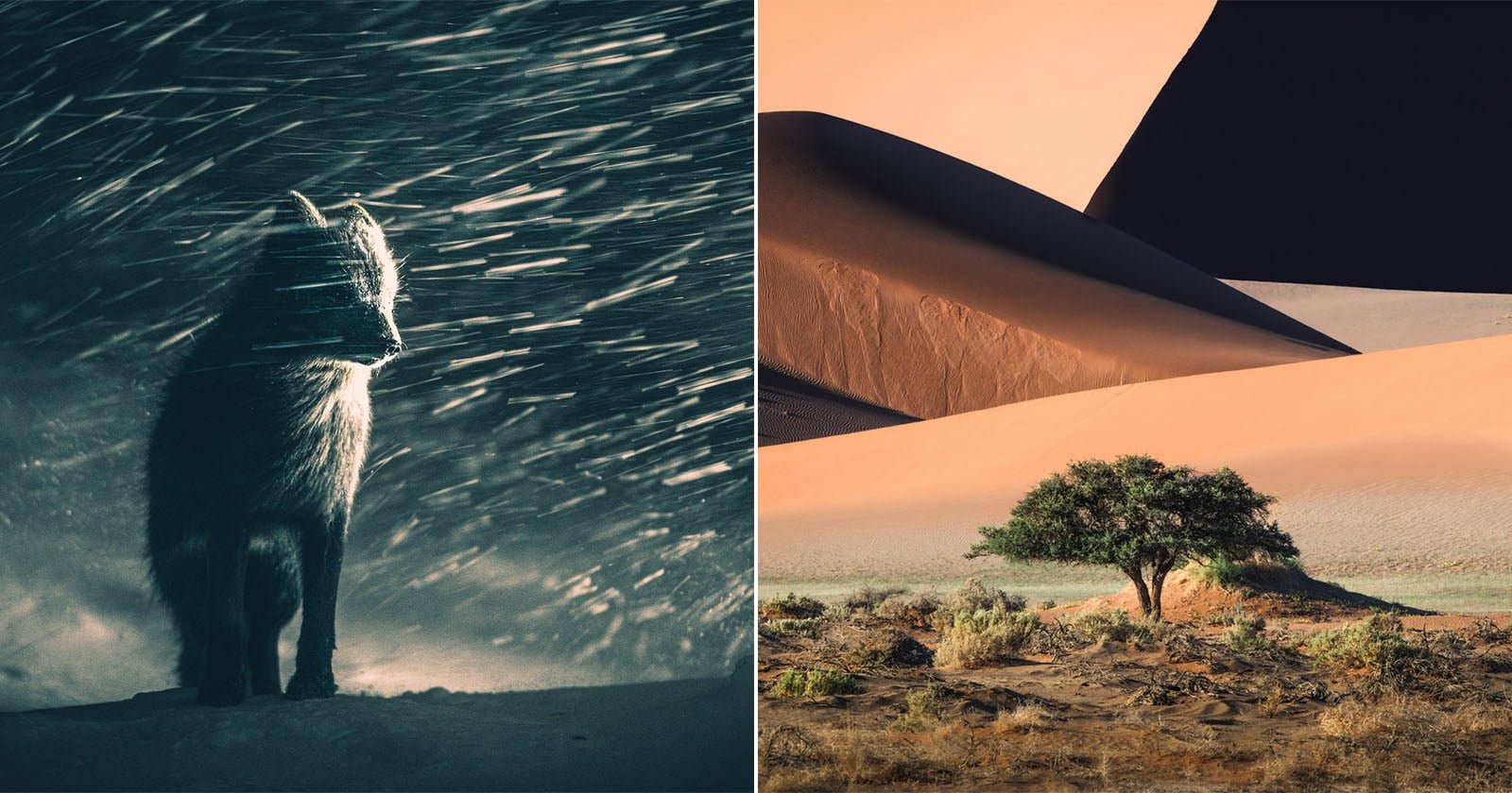 Sony World Photography Awards 2025 Die besten Momentaufnahmen der Fotografie - Image 1