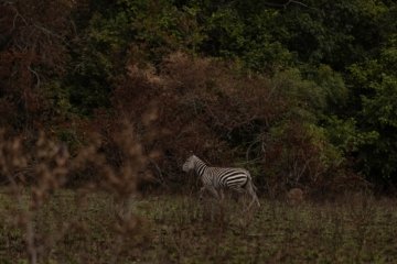 Tierschutz in der Naturfotografie Ethische Grenzen überschritten