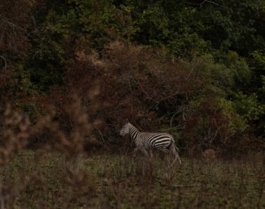 Tierschutz in der Naturfotografie Ethische Grenzen überschritten