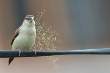 Vogelfotos mit Seele Mehr als nur Schärfe und Belichtung