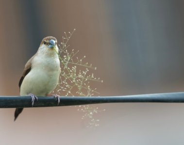 Vogelfotos mit Seele Mehr als nur Schärfe und Belichtung