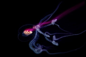 Hasselblad Masters 2026 Sensation in der Unterwasserfotografie - Image 1