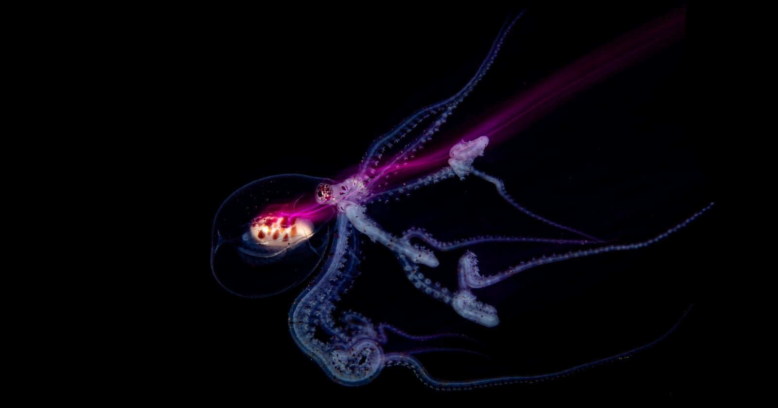 Hasselblad Masters 2026 Sensation in der Unterwasserfotografie - Image 1
