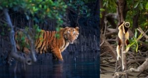Mangrove Photography Awards Trends der Naturschutzfotografie - Image 1
