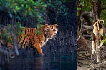 Mangrove Photography Awards Trends der Naturschutzfotografie - Image 1