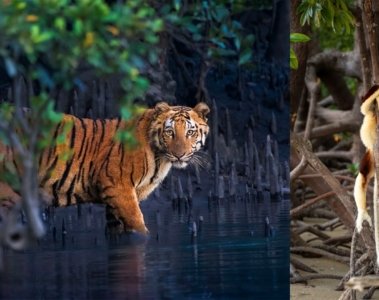 Mangrove Photography Awards Trends der Naturschutzfotografie - Image 1
