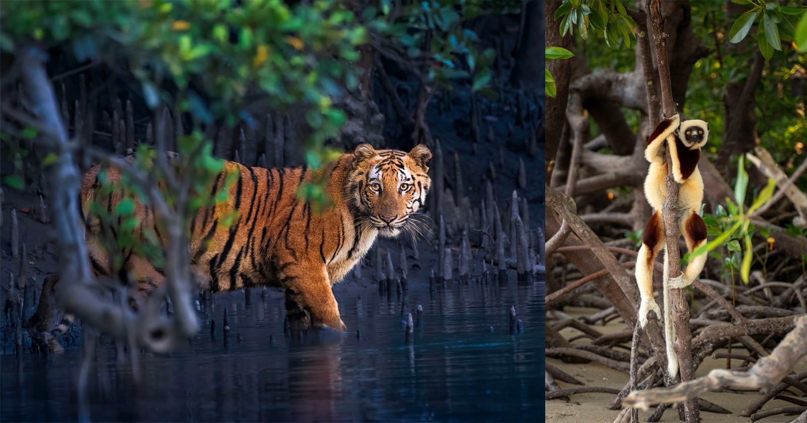 Mangrove Photography Awards Trends der Naturschutzfotografie - Image 1