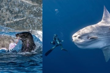 Ocean Photographer of the Year 2026 Meisterwerke im Fokus - Image 1