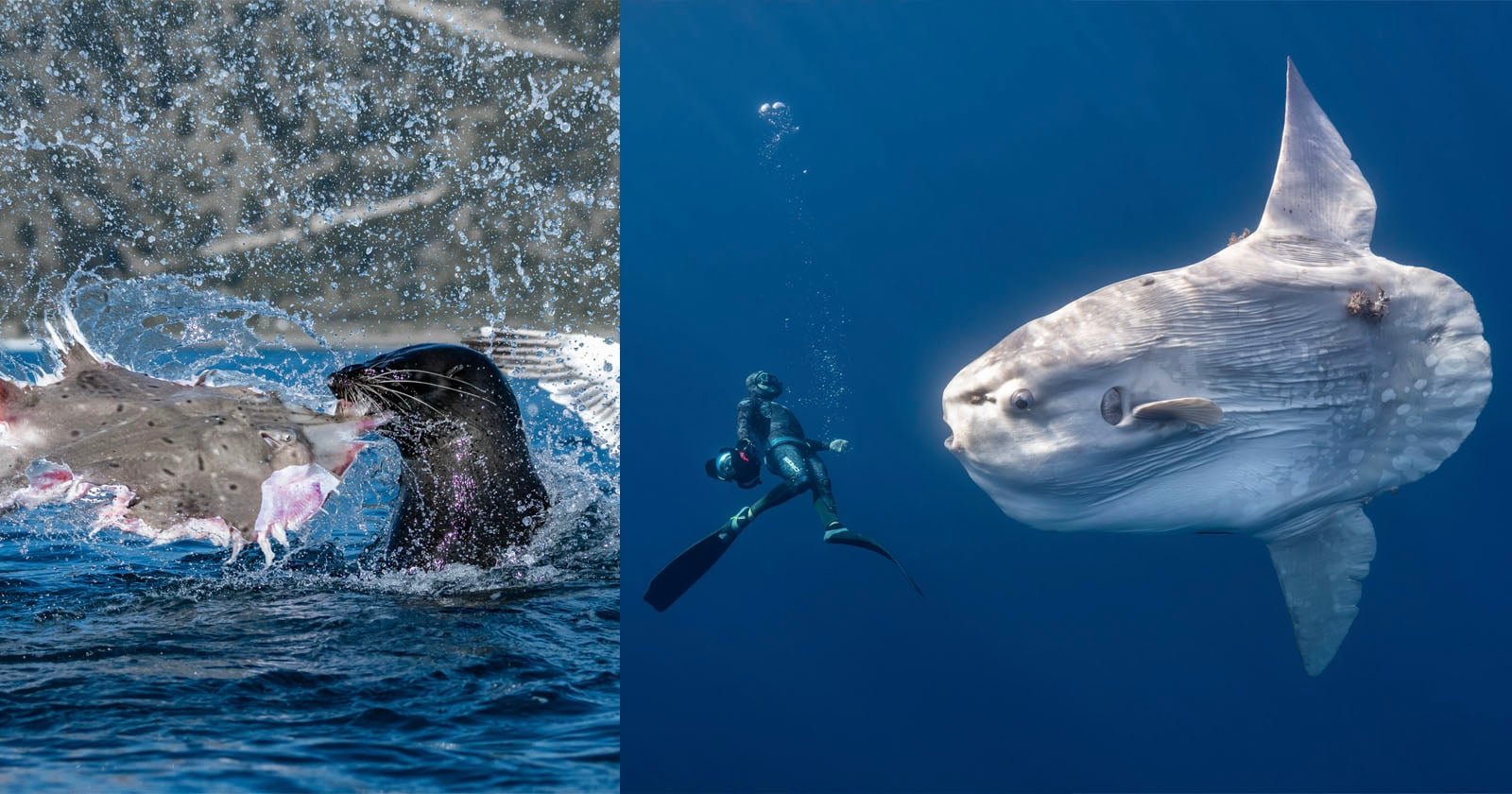 Ocean Photographer of the Year 2026 Meisterwerke im Fokus - Image 1