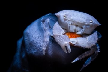 Ocean Photographer of the Year 2026 Technische Analyse - Image 1