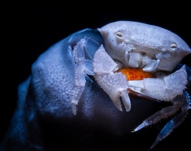 Ocean Photographer of the Year 2026 Technische Analyse - Image 1