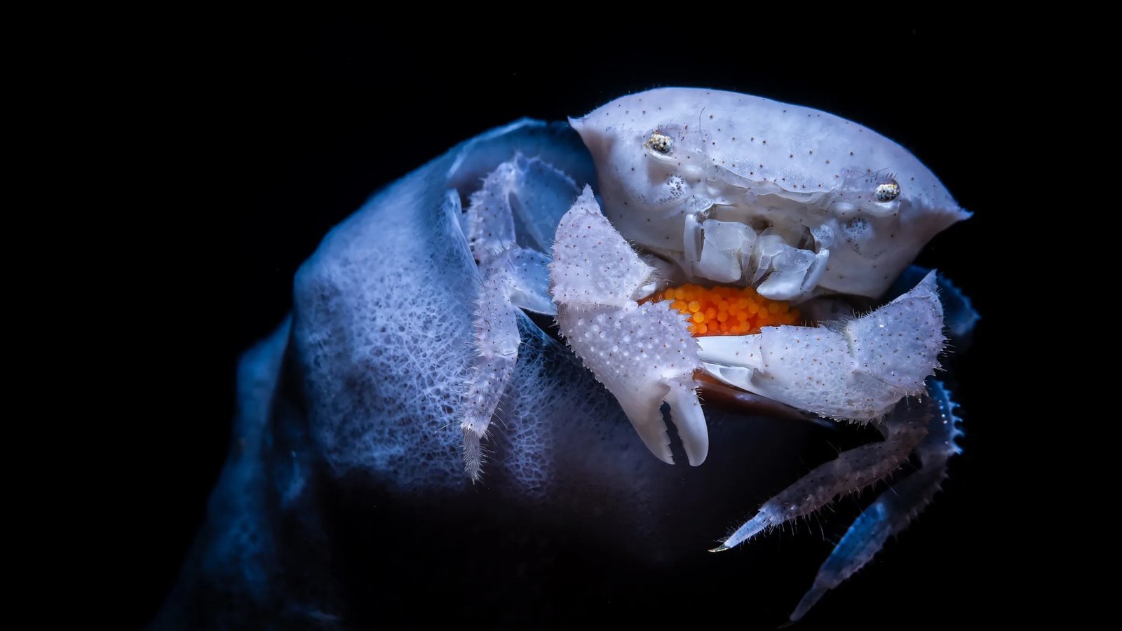 Ocean Photographer of the Year 2026 Technische Analyse - Image 1