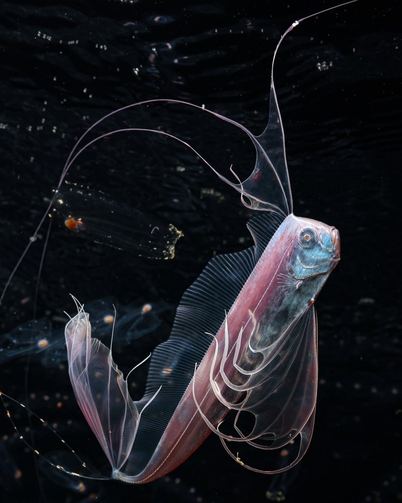 Ocean Photographer of the Year 2026 Technische Analyse - Image 2