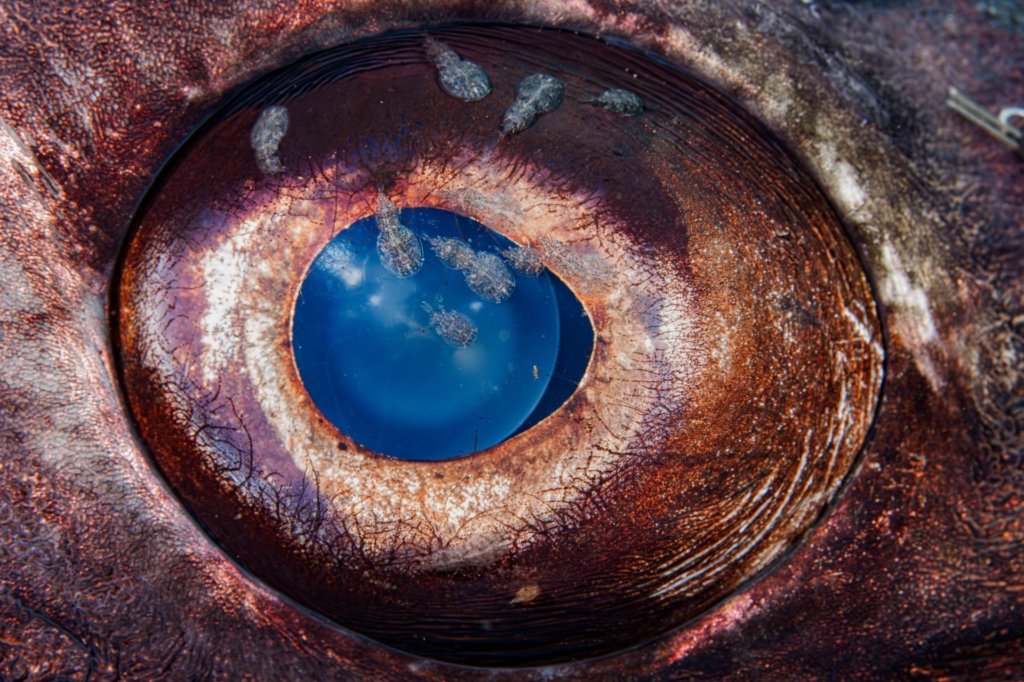 Ocean Photographer of the Year 2026 Technische Analyse - Image 3