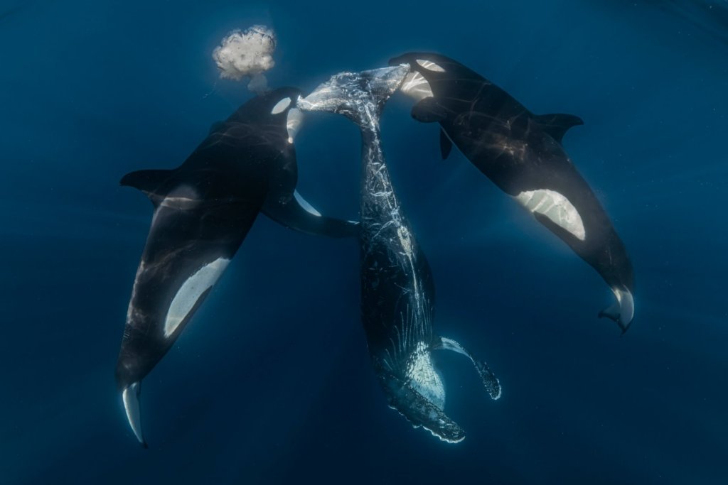 Ocean Photographer of the Year 2026 Technische Analyse - Image 4