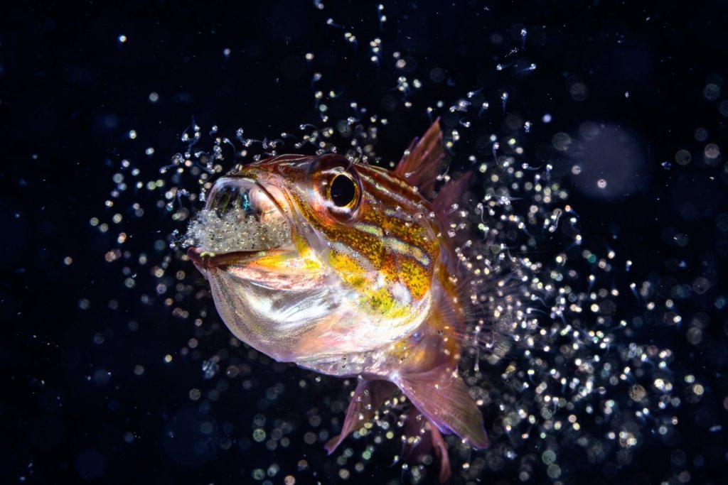 Ocean Photographer of the Year 2026 Technische Analyse - Image 5