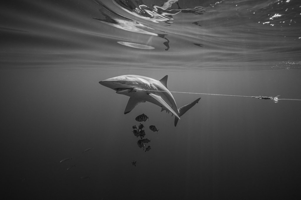 Ocean Photographer of the Year 2026 Technische Analyse - Image 7