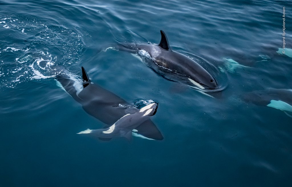 Wildlife Photographer of the Year 2026 Analyse der Siegertechnik - Image 1