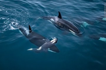Wildlife Photographer of the Year 2026 Analyse der Siegertechnik - Image 1