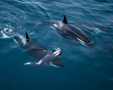 Wildlife Photographer of the Year 2026 Analyse der Siegertechnik - Image 1