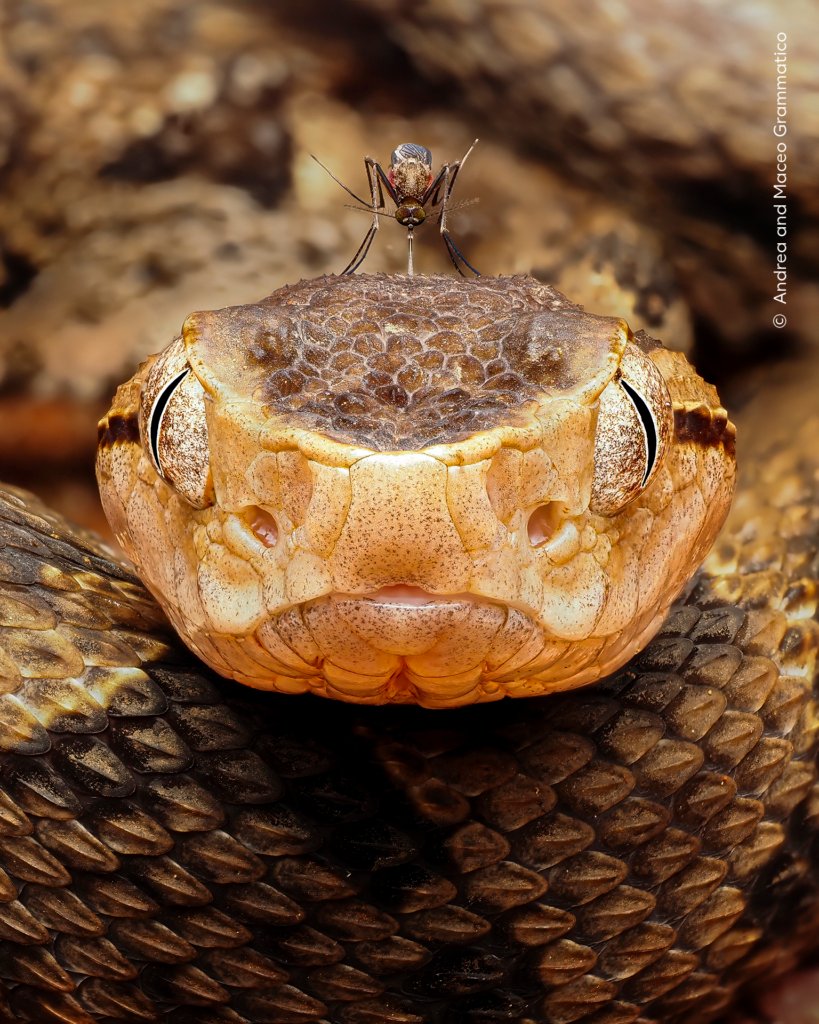 Wildlife Photographer of the Year 2026 Analyse der Siegertechnik - Image 2