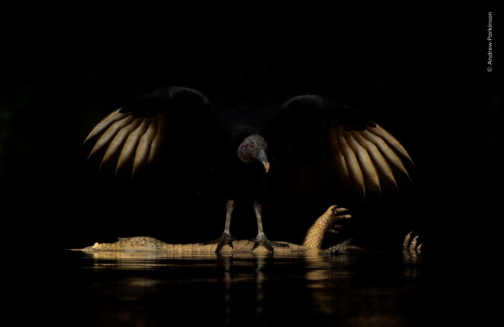 Wildlife Photographer of the Year 2026 Analyse der Siegertechnik - Image 3