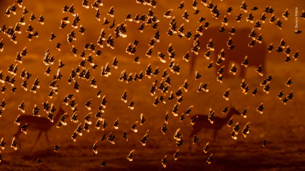 Wildlife Photographer of the Year 2026 Analyse der Siegertechnik - Image 4
