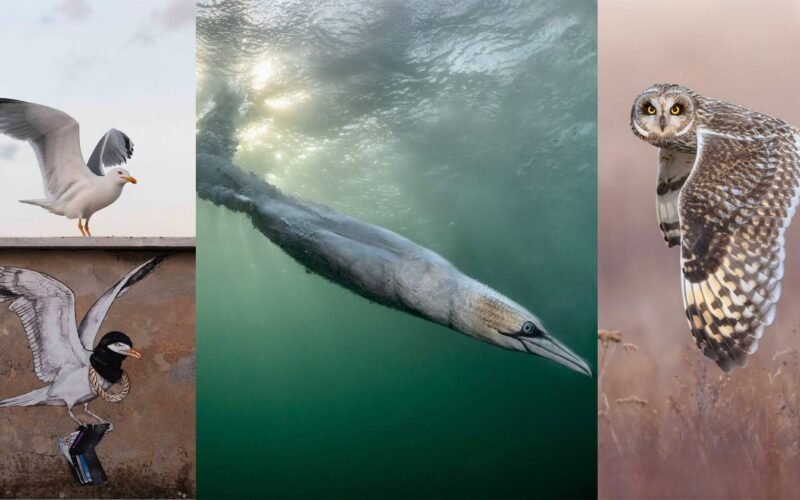 Bird Photographer of the Year 2026 Triumph der Dynamik - Image 1