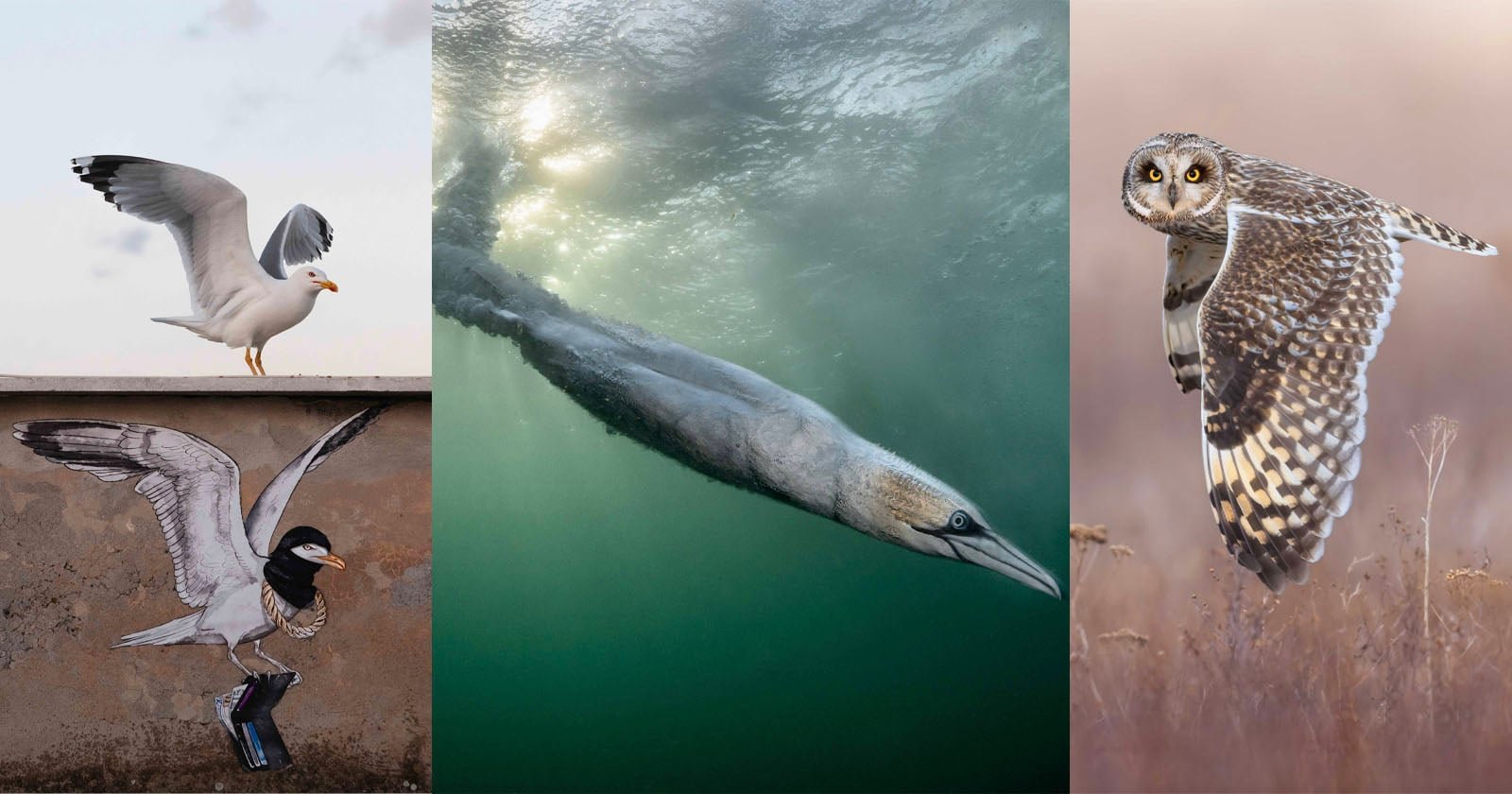 Bird Photographer of the Year 2026 Triumph der Dynamik - Image 1